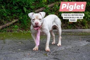 Piglet -  Bull Terrier Dog for Adoption in Sevierville, Tennessee - Piglet | PetCurious