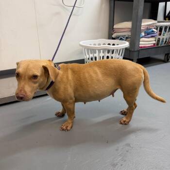 SinClair -  Mixed Breed Dog for Adoption in Carencro, Louisiana - SinClair | PetCurious