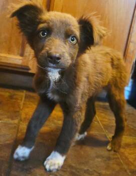 Australian Cattle Dog Blue Heeler Dogs Available for Adoption in Carlsbad, California - Mutt | PetCurious