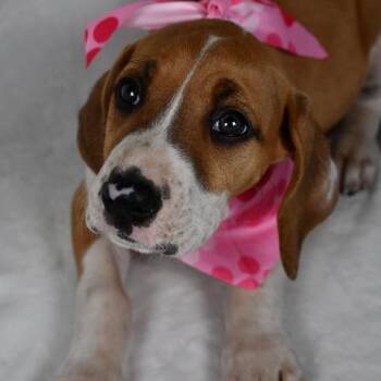 Treeing Walker Coonhound Dogs Available for Adoption in Johnson City, Tennessee - Cheddar | PetCurious