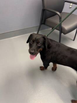 Tawny -  Labrador Retriever Dog for Adoption in Hilton Head Island, South Carolina - Tawny | PetCurious