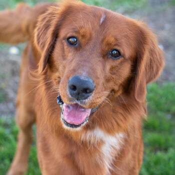 Golden Retriever Dogs Available for Adoption - Kato | PetCurious