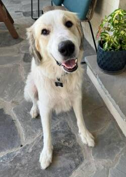 Aliza -  Great Pyrenees Dog for Adoption in Kiowa, Oklahoma - Aliza | PetCurious