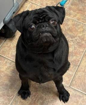 Pug Dogs Available for Adoption - Luna | PetCurious