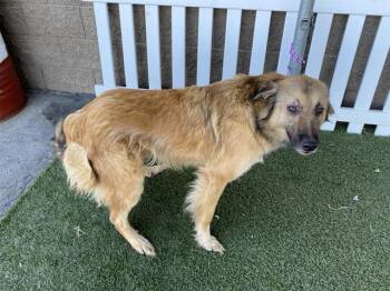 Rescue German Shepherd Dog and Mixed Breed Dogs for Adoption in Modesto, California - HOWSER | PetCurious