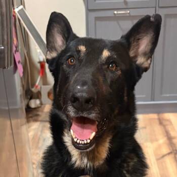 Charlie Daniels -  German Shepherd Dog Dog for Adoption in Denver, Colorado - Charlie Daniels | PetCurious