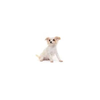 Bob -  Mixed Breed Dog for Adoption in Los Angeles, California - Bob | PetCurious