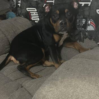 English Bulldog Dogs Available for Adoption - Yogi | PetCurious