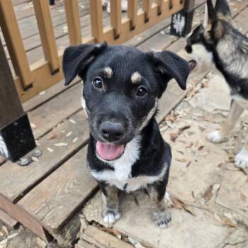 Shepherd and German Shepherd Dog Dogs Available for Adoption in San Antonio, Texas - River | PetCurious
