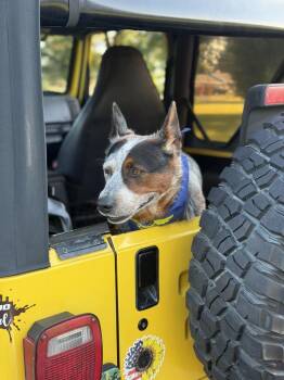 Millie -  Australian Cattle Dog Blue Heeler Dog for Adoption in Mansfield, Ohio - Millie | PetCurious