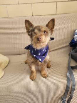 Yorkshire Terrier Dogs Available for Adoption in Manchester, New Hampshire - Clyde In NH. Come Meet Our Adoptable Dogs Wednesday-Saturday. Mo | PetCurious
