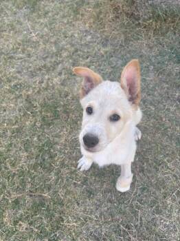Australian Shepherd and Shepherd Dogs Available for Adoption in Phoenix, Arizona - Woodstock | PetCurious