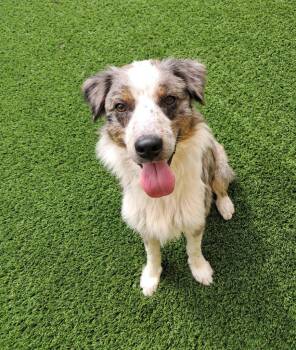 Rockie -  Australian Shepherd and Mixed Breed Dog for Adoption in Frankfort, Kentucky - Rockie | PetCurious