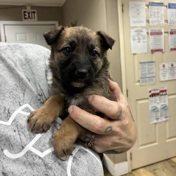 Shepherd and Mixed Breed Dogs Available for Adoption - NY Opossum Avail Mar 21 (Tractor Supply Patterson NY) | PetCurious