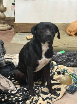 Labrador Retriever Dogs Available for Adoption - Mr Wiggles | PetCurious