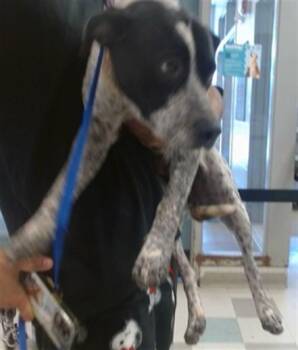 A478949 -  Australian Cattle Dog Blue Heeler Dog for Adoption in Oklahoma City, Oklahoma - A478949 | PetCurious
