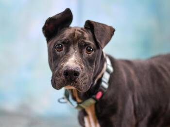 Rosie -  American Bulldog Dog for Adoption in Defuniak Springs, Florida - Rosie | PetCurious