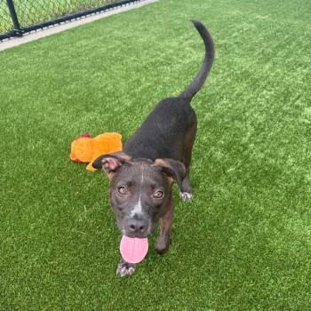 Alo -  Mixed Breed Dog for Adoption in Bradenton, Florida - Alo | PetCurious
