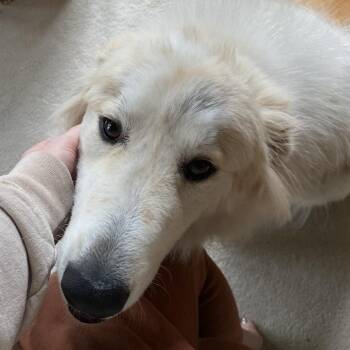 Great Pyrenees Dogs Available for Adoption in Olathe, Kansas - Gus | PetCurious
