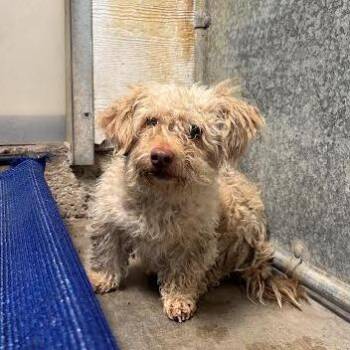 Peaches -  Miniature Poodle Dog for Adoption in Sonoma, California - Peaches | PetCurious