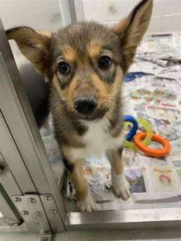 Husky Dogs Available for Adoption in Fairbanks, Alaska - MIATA | PetCurious