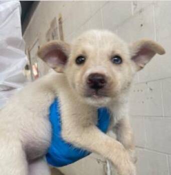 Mixed Breed Dogs Available for Adoption in West Chester, Pennsylvania - Cantaloupe | PetCurious