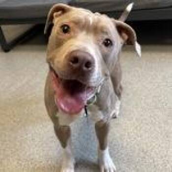 Mixed Breed Dogs Available for Adoption in Lansing, Michigan - Grayson  | PetCurious