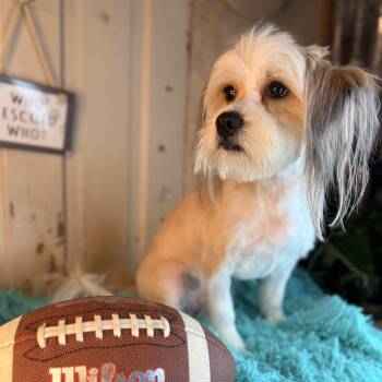 Lhasa Apso Dogs Available for Adoption in Atlanta, Texas - Ringo | PetCurious