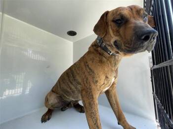 A659399 -  Rhodesian Ridgeback Dog for Adoption in Houston, Texas - A659399 | PetCurious