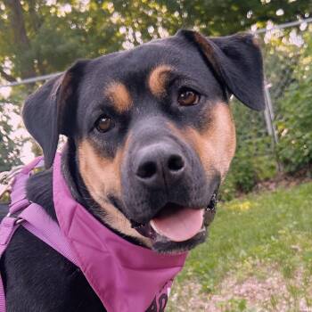 Mixed Breed Dogs Available for Adoption in Normal, Illinois - Laney | PetCurious