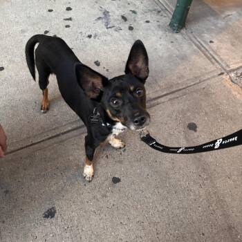 Peanut -  Chihuahua Dog for Adoption in New York, New York - Peanut | PetCurious