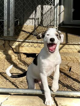 Rescue Terrier Dogs for Adoption in Estherville, Iowa - Hades | PetCurious