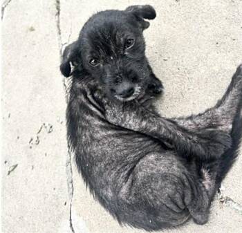 Labrador Retriever Dogs Available for Adoption in Houston, Texas - A654794 | PetCurious