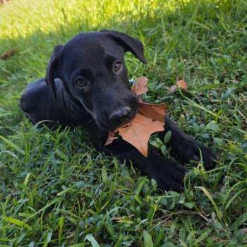 Onyx -  Black Labrador Retriever Dog for Adoption in Salem, New Hampshire - Onyx | PetCurious
