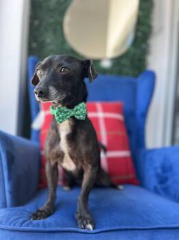 Rescue Chiweenie and Dachshund Dogs for Adoption in Poway, California - Zar | PetCurious
