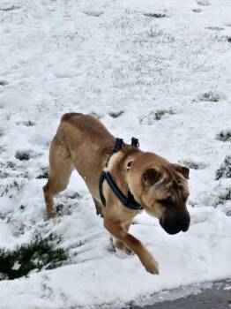 Shar Pei Dogs Available for Adoption in Lake Forest, California - Creed | PetCurious