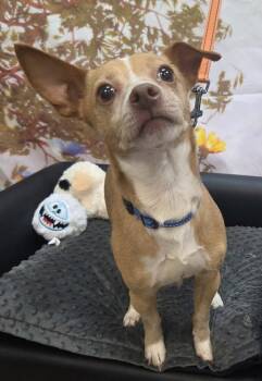 Walt -  Chihuahua Dog for Adoption in Salem, Oregon - Walt | PetCurious