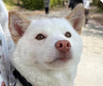 Blanc -  Jindo Dog for Adoption in San Ramon, California - Blanc | PetCurious