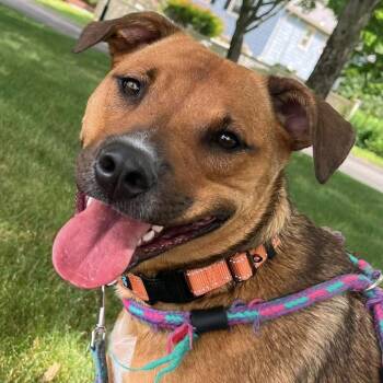 Patches -  Mixed Breed Dog for Adoption in Groveland, Massachusetts - Patches | PetCurious