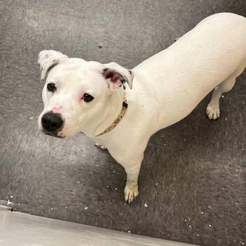 Rescue Pit Bull Terrier Dogs for Adoption in Homewood, Illinois - Snowball | PetCurious