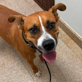 Axel -  Basenji Dog for Adoption in Harlingen, Texas - Axel | PetCurious