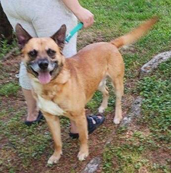 Shepherd Dogs Available for Adoption - Magnus | PetCurious