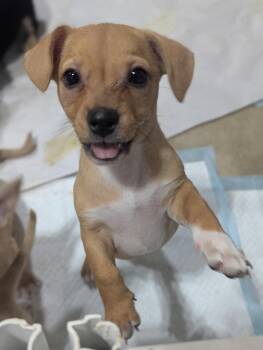 Luna the Border Terrier/ Chihuahua Mix -  Border Terrier and Chihuahua Dog for Adoption in Muskego, Wisconsin - Luna The Border Terrier/ Chihuahua Mix | PetCurious