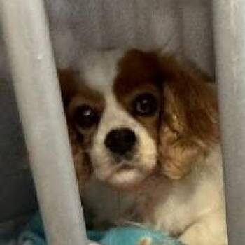 Cavalier King Charles Spaniel Dogs Available for Adoption - Maria D10679 | PetCurious