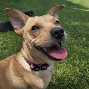 Frida -  Chihuahua and Mixed Breed Dog for Adoption in Alma, Wisconsin - Frida | PetCurious