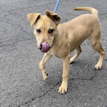 Mixed Breed Dogs Available for Adoption in Spokane, Washington - Josie | PetCurious