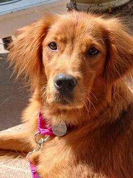 Rescue Golden Retriever Dogs for Adoption in Waterville, Ohio - McKinzie | PetCurious
