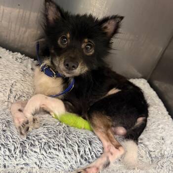 Chihuahua Dogs Available for Adoption - Taquito | PetCurious