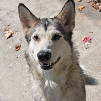 Rescue Husky Dogs for Adoption in Columbus, North Carolina - Vega | PetCurious