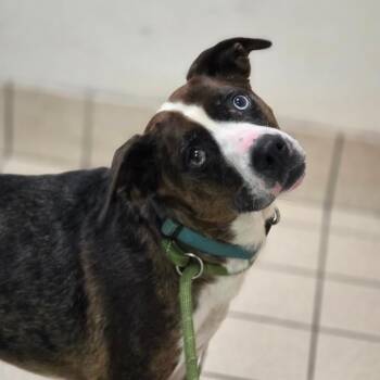Callie -  Mixed Breed Dog for Adoption in Charleston, West Virginia - Callie | PetCurious